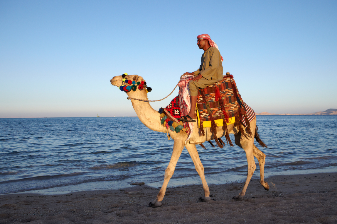 Falcon Naama Star - Gallery Image 4